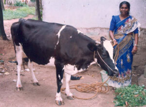Paal – Milch für Chennai